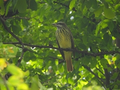 Myiodynastes luteiventris