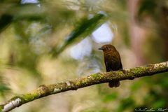 Schiffornis veraepacis