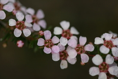 Pericalymma ellipticum