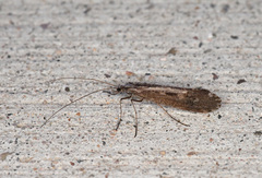 Glyphopsyche irrorata