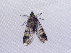Dichoptera