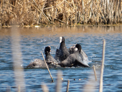 Fulica atra