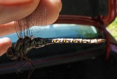 Gomphaeschna antilope