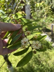 Buxus portoricensis