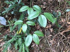 Clematis crassifolia