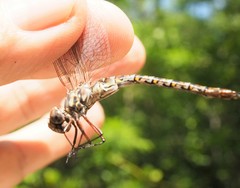 Gomphaeschna antilope
