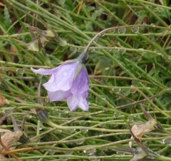 Wahlenbergia cuspidata