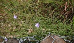 Wahlenbergia cuspidata