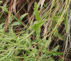 Wahlenbergia cuspidata