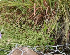 Wahlenbergia cuspidata