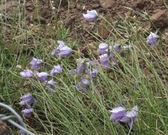 Wahlenbergia cuspidata