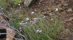 Wahlenbergia cuspidata