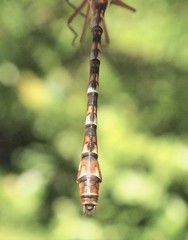 Gomphaeschna antilope
