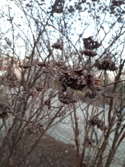 Physocarpus opulifolius
