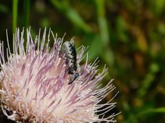 Osmia chalybea