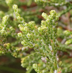 Passerina montana
