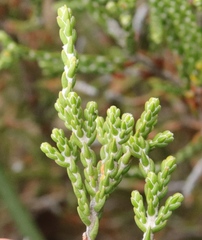 Passerina montana