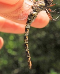 Gomphaeschna antilope