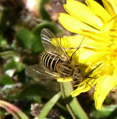 Parageron gratus