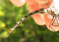 Gomphaeschna antilope