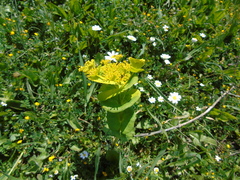 Smyrnium perfoliatum rotundifolium