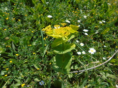Smyrnium perfoliatum rotundifolium