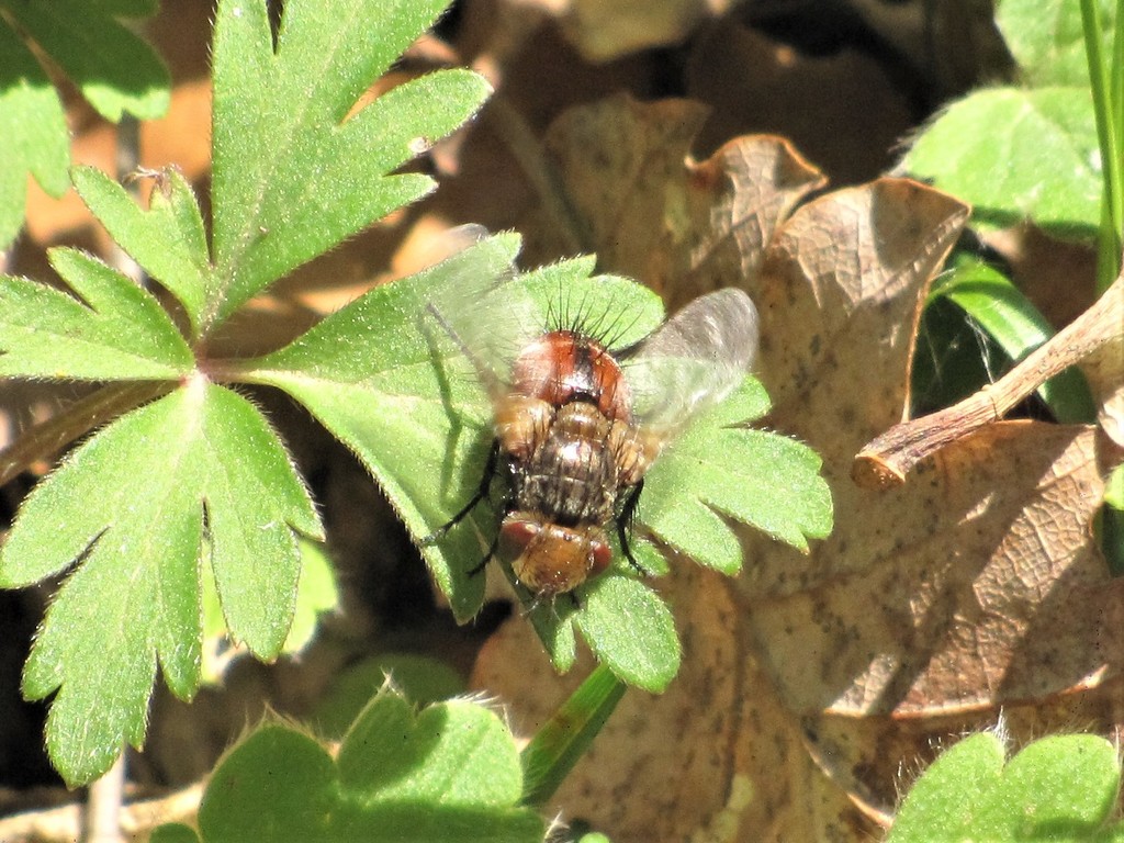 Gonia capitata from Κεντρική Μακεδονία, Ελλάδα on April 11, 2021 at 11