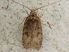 Agonopterix heracliana