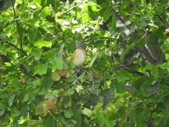 Vireo flavoviridis