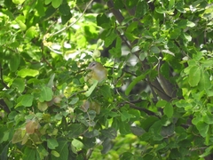 Vireo flavoviridis