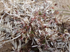 Hornungia procumbens