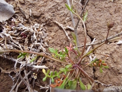 Hornungia procumbens