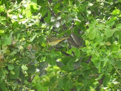 Vireo flavoviridis