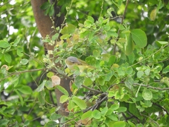 Vireo flavoviridis