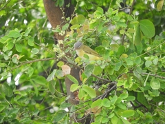 Vireo flavoviridis