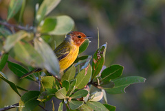 Setophaga petechia bryanti