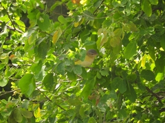 Vireo flavoviridis