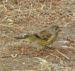 Corsican Finch photo 4