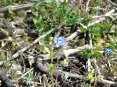 Veronica glauca