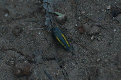 Neojulodis vittipennis subvittata
