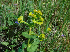 Smyrnium perfoliatum rotundifolium