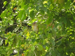 Vireo flavoviridis
