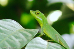 Bronchocela rayaensis