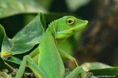 Bronchocela rayaensis