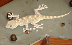 Ptyodactylus guttatus
