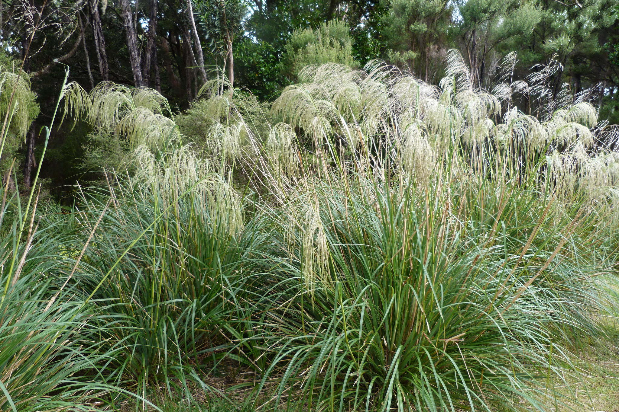 Chionochloa conspicua ssp. conspicua