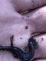 Plethodon angusticlavius