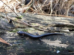 Plethodon angusticlavius