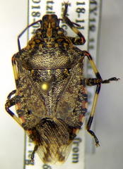 Apateticus lineolatus