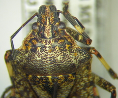 Apateticus lineolatus